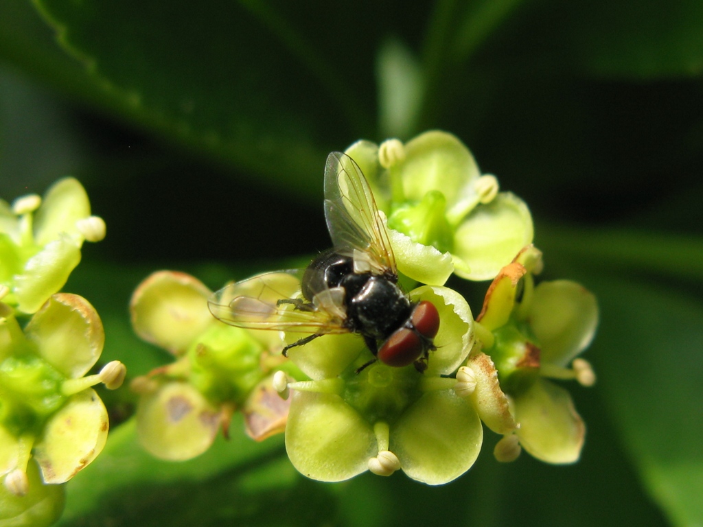 Phasia cfr obesa